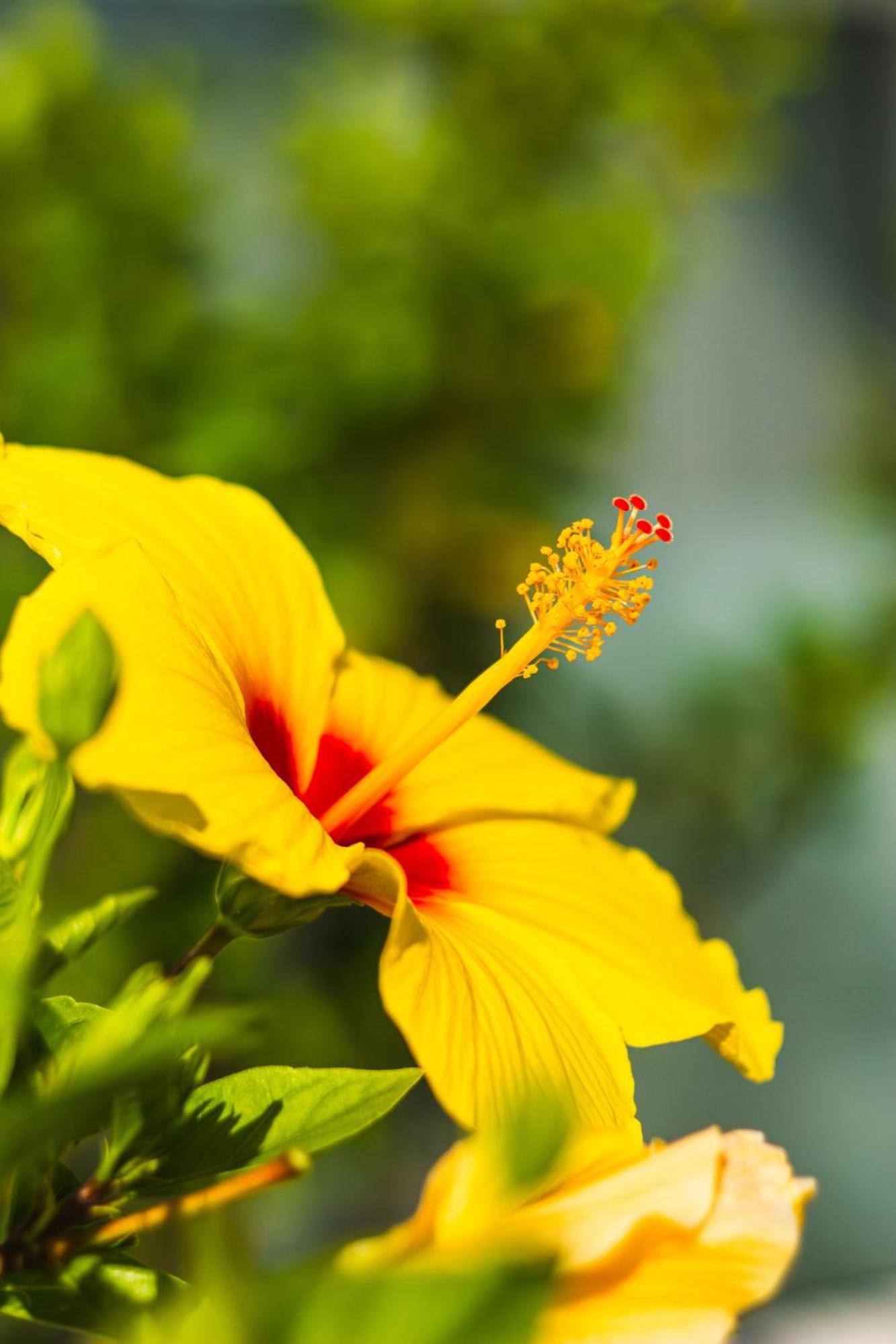 بلايا ذي لاس أميريكاس Costa Adeje Garden Aparthotel المظهر الخارجي الصورة